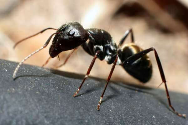 Ant Exterminator