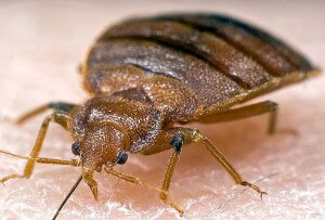 bed bug exterminator NJ