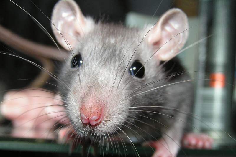 Rodent Control Rodent Control