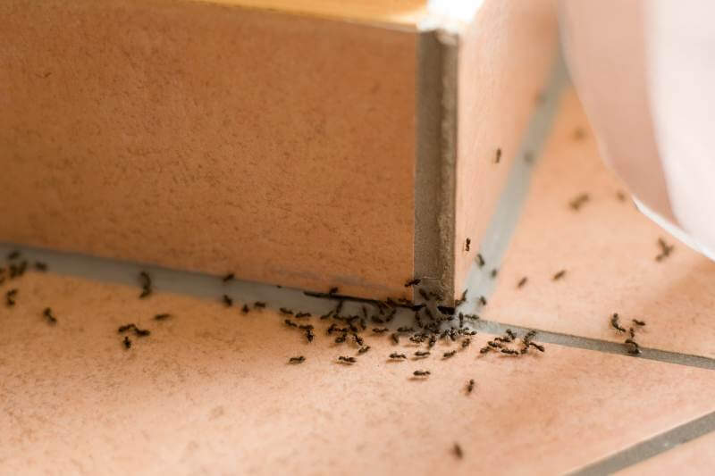 Ant Control Services Ant Pest Control