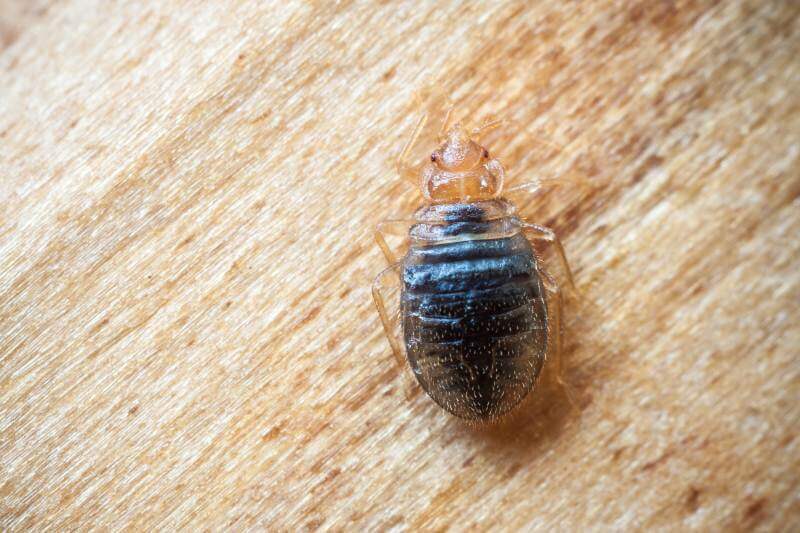 Bed Bug Control Bed Bug Control