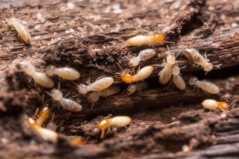 Termite Control Services Termite Control Services