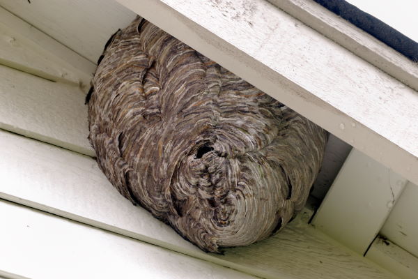Bee Nest Removal in New Jersey