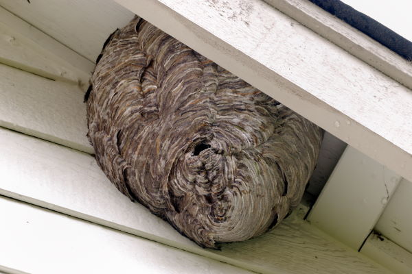 Bee Nest Removal in New Jersey Bee Nest Removal in New Jersey