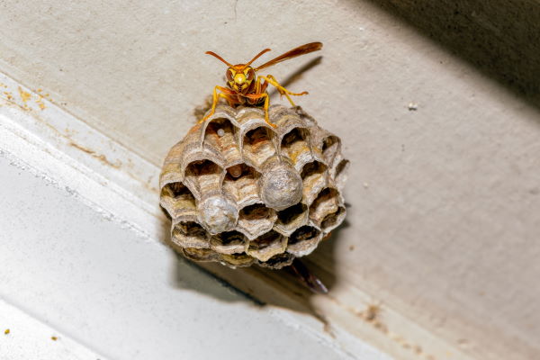 Wasp Nest Removal in New Jersey