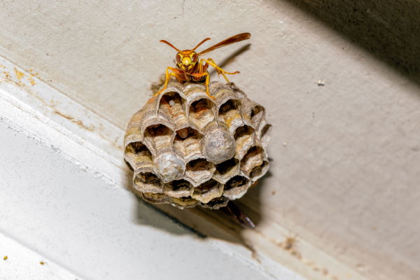 Wasp Nest Removal in New Jersey Wasp Nest Removal in New Jersey
