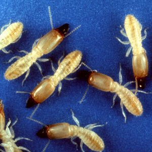 Termite Treatments West Orange, Nj Termite Treatments West Orange, Nj