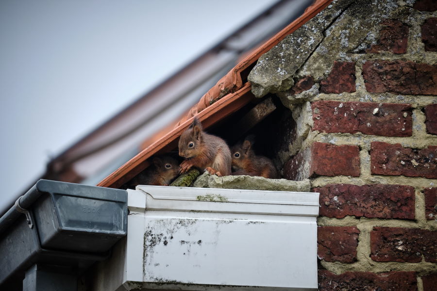 Squirrel Removal in New Jersey Squirrel Removal in New Jersey