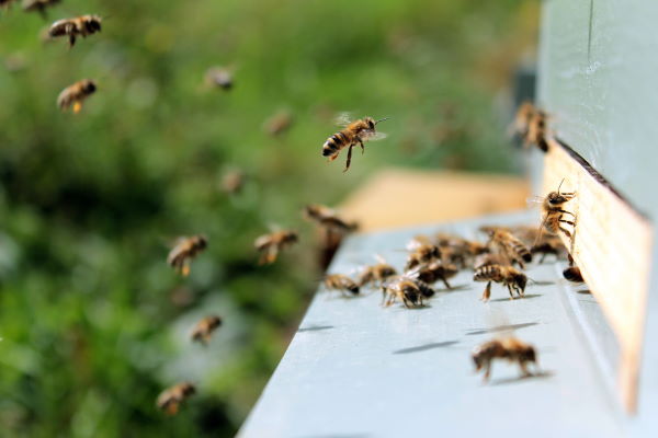Bee Removal West Orange, NJ