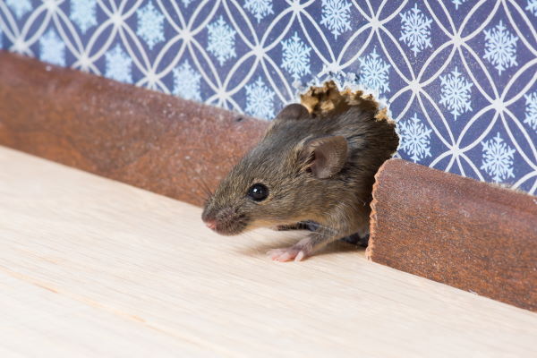 Mice Exterminator