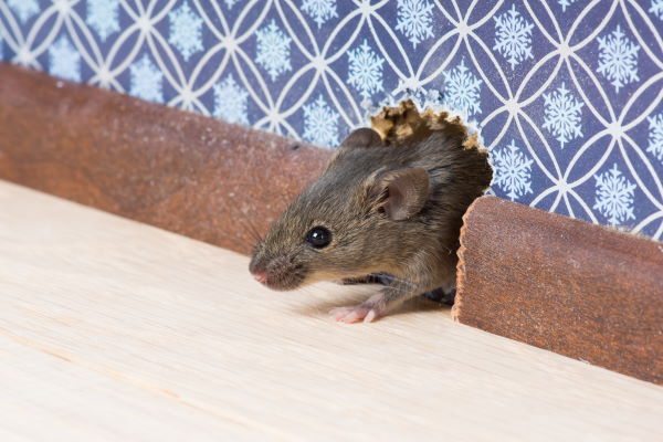 Mice Exterminator Mice Exterminator