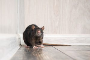 Rat Exterminator in New Jersey