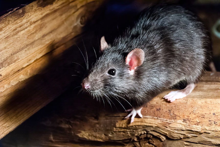 Rat Removal in New Jersey