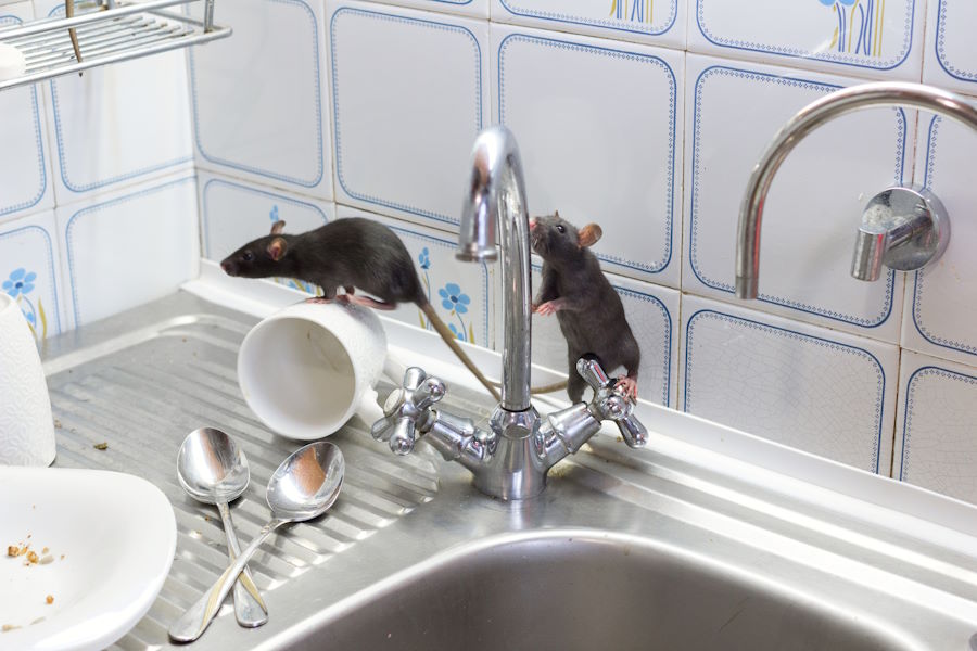 Rodent Exterminator in New Jersey