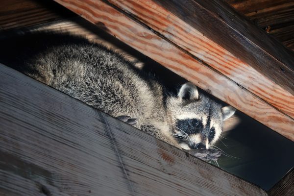 Racoon Control in West Orange, NJ