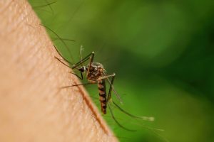 Mosquito Control in New Jersey