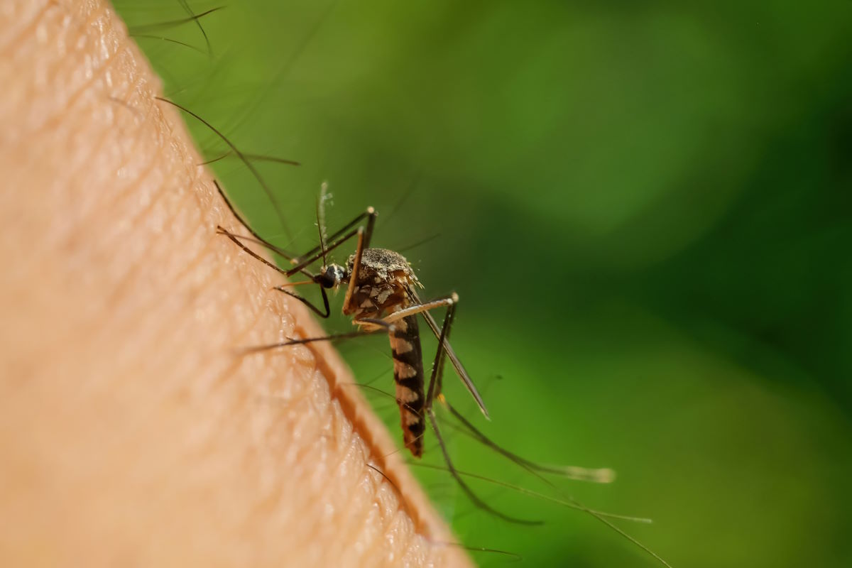 Mosquito Control in New Jersey Mosquito Control in New Jersey